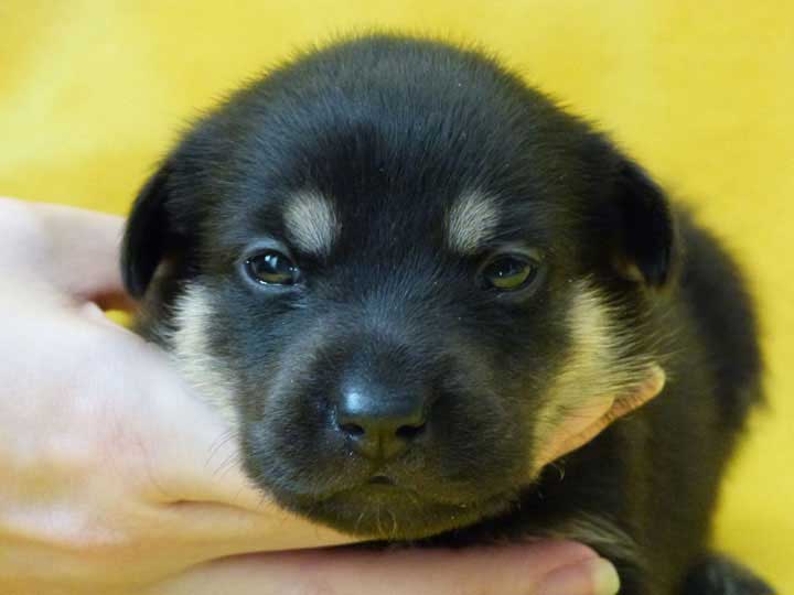 chinook puppy